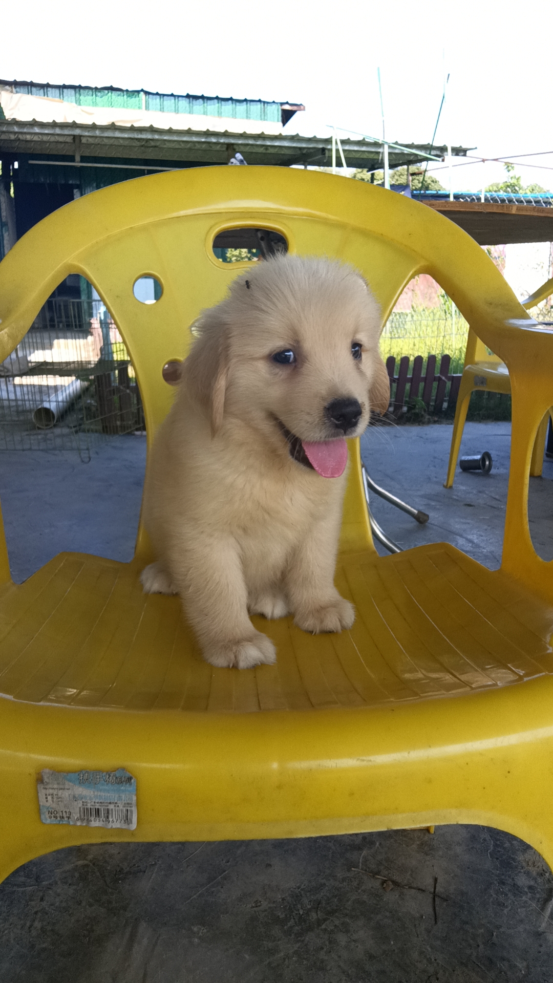双血统英系金毛幼犬